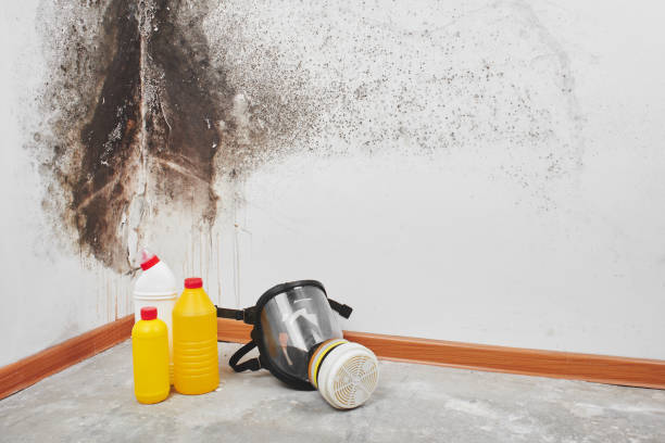 Best Insurance-Related Mold Remediation in Warr Acres, OK
