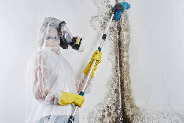 Best White Mold Remediation in Warr Acres, OK