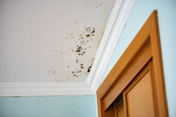 Best Bathroom Mold Remediation in Warr Acres, OK