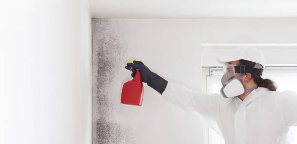 Best Localized Mold Remediation (e.g., coastal areas, humid climates) in Warr Acres, OK