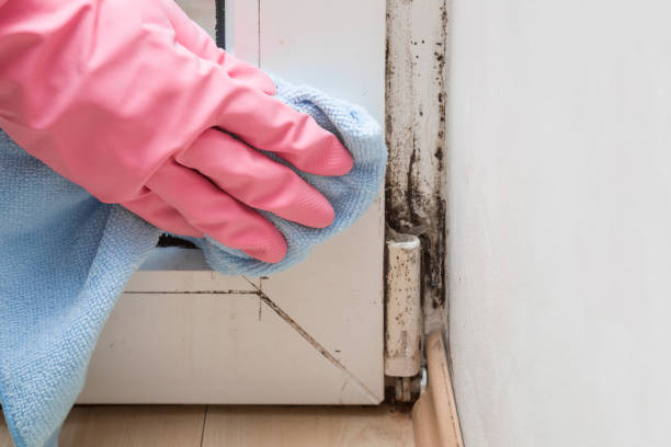 Best Post-Flood Mold Remediation in Warr Acres, OK